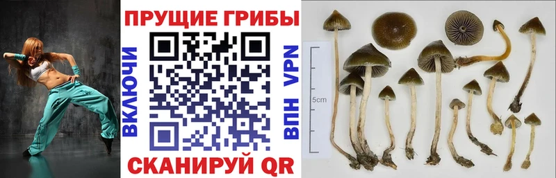 Псилоцибиновые грибы MAGIC MUSHROOMS  Вольск 